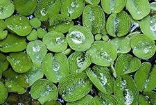 15 Water Spangles Salvinia Minima Live Floating Plants for Aquarium or Pond