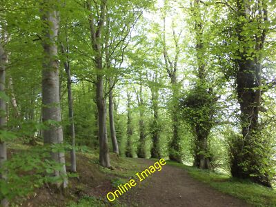 Photo 6x4 The Lime Walk, Haining Estate Selkirk An elegant line of trees  c2013