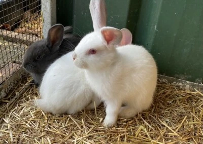 baby rabbits for sale gumtree
