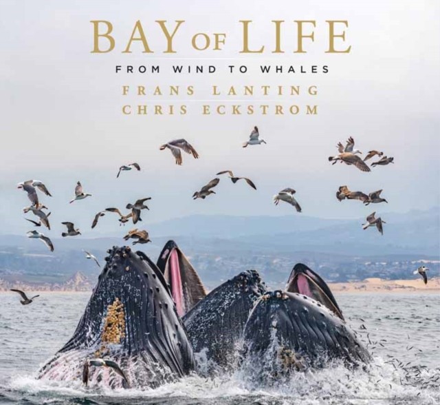 Bay of Life From Wind to Whales by Chris Eckstrom (Hardback Book)