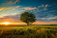 Digital Image Photo Picture Wallpaper Background Desktop Sunset Tree