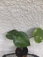 monstera deliciosa 6  Inch Pot Well Rooted