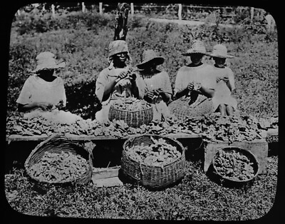 ANTIQUE Magic Lantern Slide NATIVE WOMEN PREPARING ROOT GINGER C1910 PHOTO