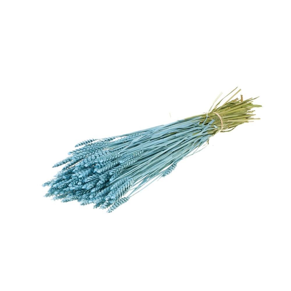 Dried Bunch Pastel Tarwe Wheat 60cm/24 Inches Misty Blue