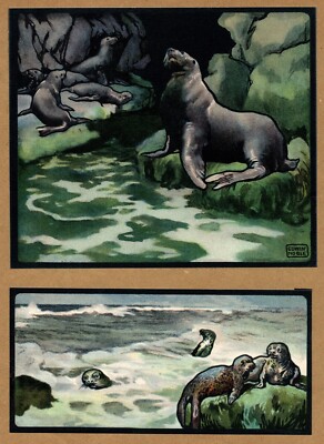 Antique Seal Sea Lion Print Illustration Wall Art Decor Edwin Noble Art 4532e