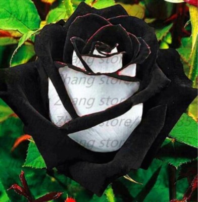 20 SEEDS for Black/White RARE blend Rose bud flower bush  display picture 3