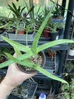 Aloe hybrid vera & maculata 4” Pot Live Succulents — photo 2