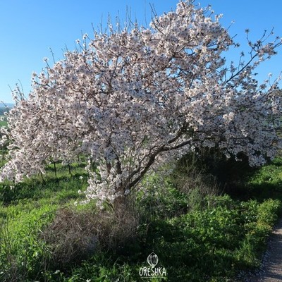 Süße runde usbekische Mandeln 10 Stück frische Samen (Prunus dulcis). Mandelsamen