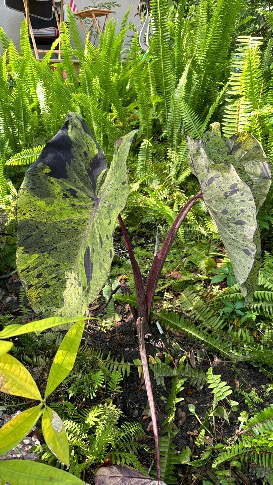 Elephant Mojito ear live plant
