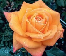 Sultry Hybrid T Rose Bush.. Live Starter Plant