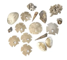 Lot of 17 Seashells Coral Sand Dollar Nautical Beach Shore Decor Medium Size