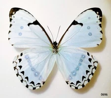 Morphidae Morpho catenaria catenarius A1 from BRAZIL - #0696