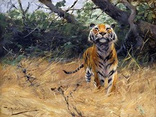 africa savanna tigress W. Spielende Tile Mural Kitchen Backsplash Marble Ceramic