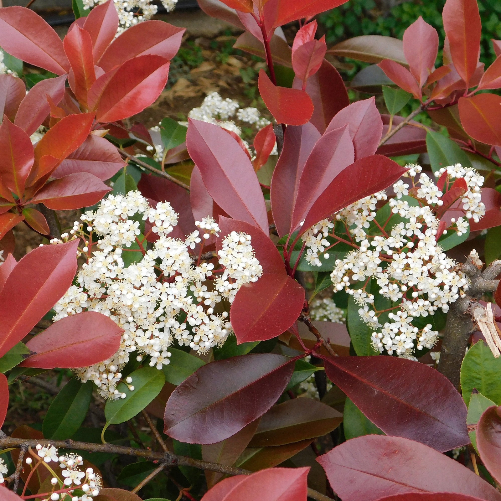 Foto 1 di 12