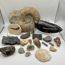Fossil Ammonites, Trilobites, Orthoceras, Shark Teeth, Amber Collection Lot