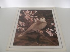 ANCIENNE PLANCHE AFFICHE POSTER PHOTO SCOLAIRE OISEAU TOURTERELLE 