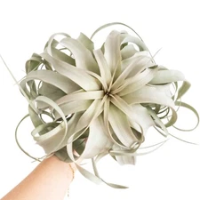 Jumbo Tillandsia Xerographica Air Plants- Wholesale - Easy Indoor/Outdoor Care