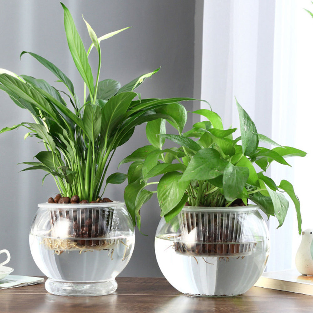 money plant picture Premium Variegated Money Plant – Add Indoor Elegance & Prosperity! – Ugaoo main image 0