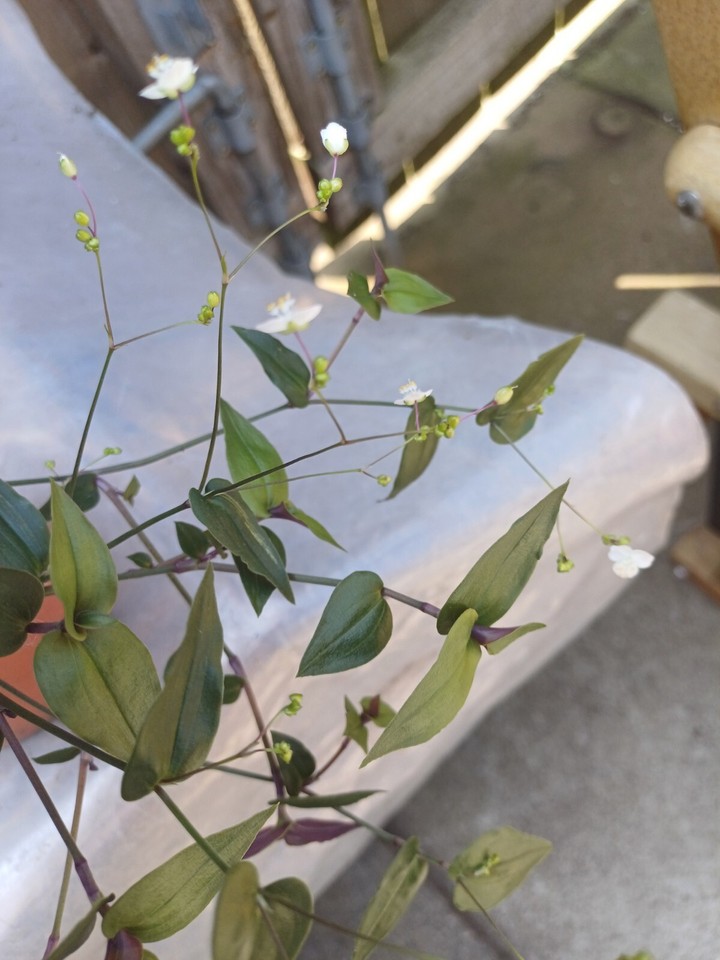 Very Rare Variegated Tradescantia. Bridal Veils.Indoor Plant (14) eBay