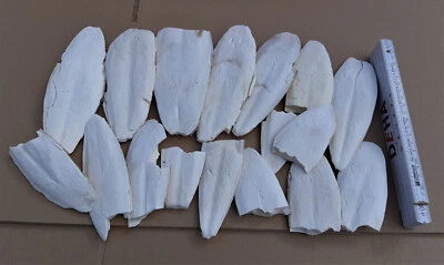 Sepiaschalen, größere Teilstücke / Sepia, Vögel, Reptilien, Schnecken, Garnelen