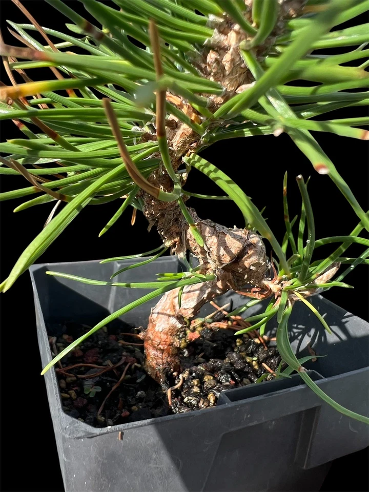 Japanese Black Pine Bonsai Starter EXPRESS POST - image 2 of 2