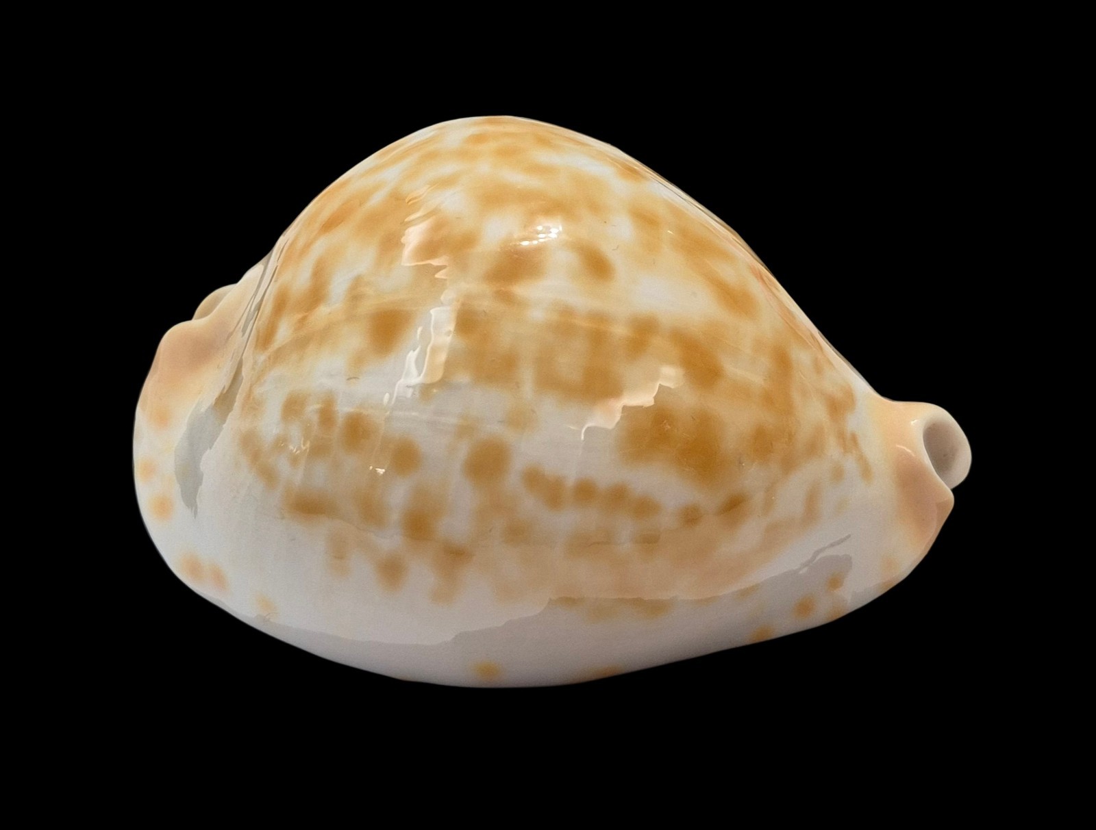 Conchiglia Shell Cypraea ZOILA JEANIANA AURATA W.Australia 84,7 mm # TAIWAN BOAT