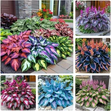 330+ Mixed Color Hosta Seeds for Planting - Shade-Tolerant Perennials, Dual Use