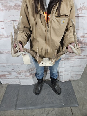 #ad #ad Wild 11 Point Whitetail Deer Antler Rack Skull Plate Man Cave Cabin Typical 129quot; $149.00