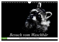 "Calendar 2027 · US Version · Visit From Raccoon (Wall Calendar 2027 12\" × 8\" Lan"
