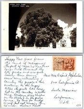 Foto postal RPPC Árbol Del Tule Oaxaca México