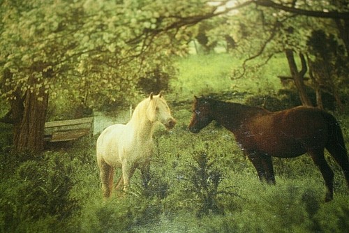 Springbok Puzzle Horses White & Brown in Meadow Farm 1000 pcs -U -9 - Picture 4 of 4