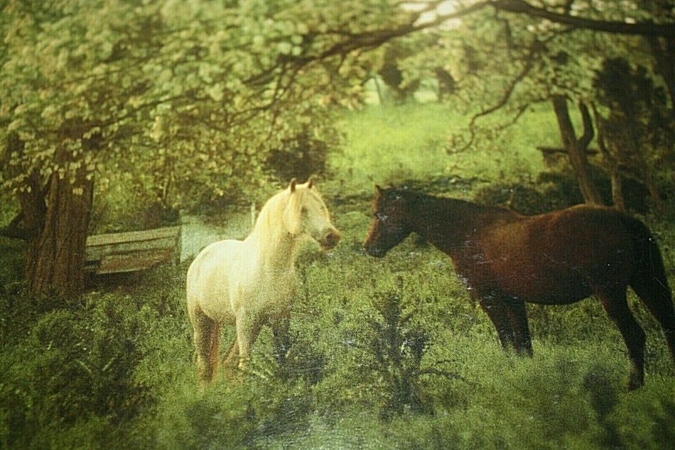 Springbok Puzzle Caballos Blanco y Marrón en Granja de Prado 1000 piezas -U-9 Foto 4 de 4