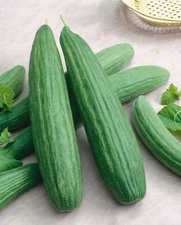 Cucumber Armenian Dark Green Great Heirloom Vegetable by Seed Kingdom 200 Seeds