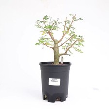 Pot 16cm Rare Operculicarya borealis Random Decor Boutique