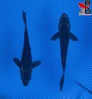 (2) 4" GOLD CROWN KARASU Live Koi Fish Garden Pond 10/4