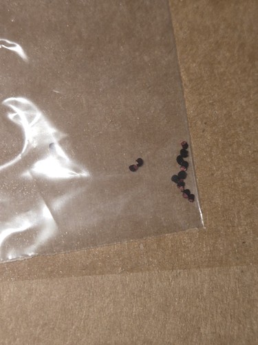 rare exotic cactus seeds