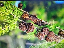 Larch Seed  european { Larix decidua } 80 Fresh
