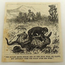 small 1878 magazine engraving ~ LEOPARD ATTACKS MAN 