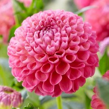 1 - Jowey Frambo Ball Dahlia Flower Bulb Tuber