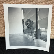 Vintage Snapshot Photo 1950s Large Standard Poodle Dog Posing