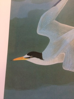 Little Lesser Tern Audubon Bird Print Picture Poster 205