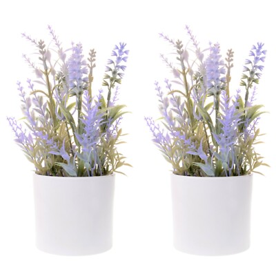 buy spider plant Buy Spider Plant Plants & Trees Online