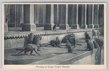 Monkeys Durga Temple Benares India IN Unp Db Postcard