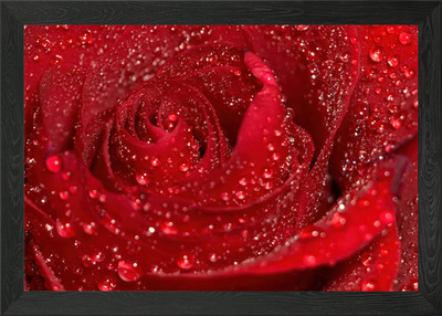 Dunkelrote Rose in Tropfen Gerahmtes Wandbild Poster Leinwanddruck Bild
