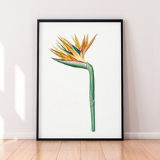 Botanical Flower Floral Retro Vintage Prints Poster Home Wall Art Decor
