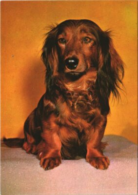 CPA Teckel HUND (1178416)