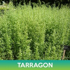 Tarragon Seeds