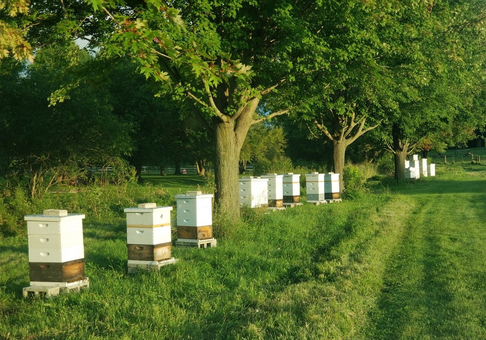 Local Hive Raw & Unfiltered Authentic Clover Honey 80 oz | Aisles Online Grocery Shopping