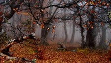 FOGGY AUTUMN FOREST PICTURE CANVAS WALL ART 20 X 30 INCHES