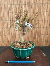 Bonsai di Acero Yamamomiji h 35cm Visita il mio negozio!